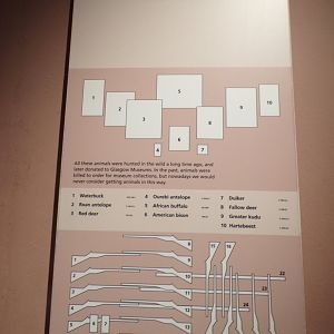 Animal head ID and different guns used to kill them (taken in Kelvingrove museum) 12.2.24