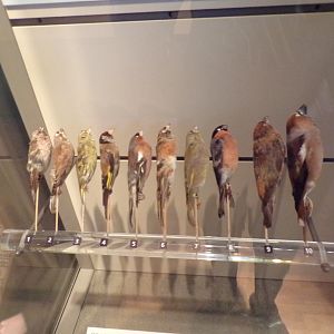Mealy redpoll, Linnet, Siskin, Goldfinch, Chaffinch, Brambling, Greenfinch, Bullfinch, Crossbill and Hawfinch (taken in Kelvingrove museum) 12.2.24
