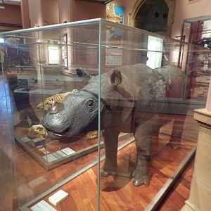 Sumatran rhinoceros (taken in Kelvingrove museum) 12.2.24