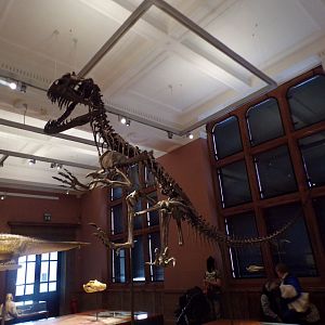 Ceratosaurus skeleton (taken in Kelvingrove museum) 12.2.24