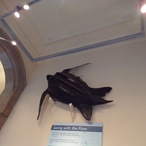 Leatherback turtle (taken in Kelvingrove museum) 12.2.24