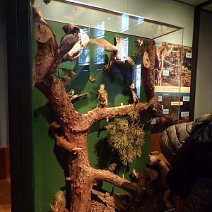 Woodland animal display (taken in Kelvingrove museum) 12.2.24