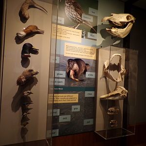Animal skulls and their heads Taken in Kelvingrove museum) 12.2.24