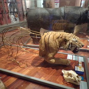 Interesting tiger presentation Taken in Kelvingrove museum) 12.2.24