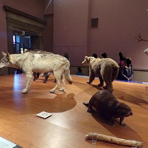 Eurasian beaver and Grey wolf Taken in Kelvingrove museum) 12.2.24