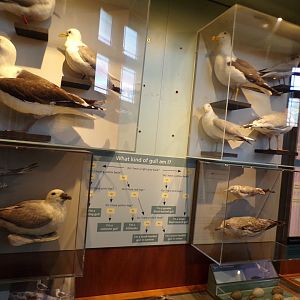 Gull display Taken in Kelvingrove museum) 12.2.24