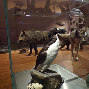 Giant auk Taken in Kelvingrove museum) 12.2.24