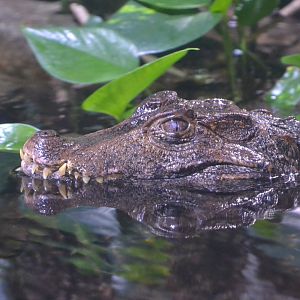 Cuvier's dwarf caiman