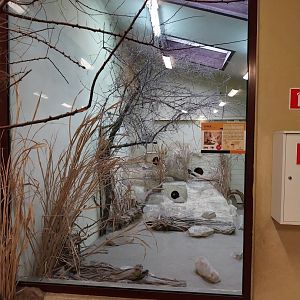 Sahara House - Fennec fox enclosure