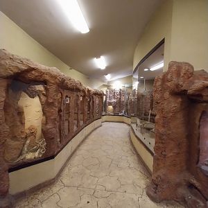 Sahara House - General view rodent section