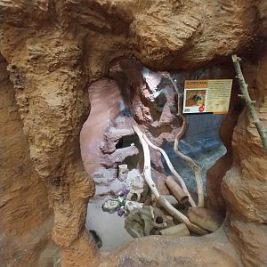 Sahara House - Caïro Spiny mouse exhibit