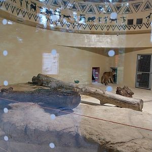 Lion House - Southern lion (Panthera leo melanochaita)