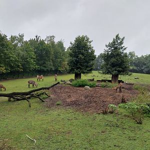 Defassa waterbuck (Kobus ellipsiprymnus defassa)