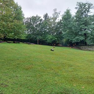 Western sitatunga (Tragelaphus spekii gratus)