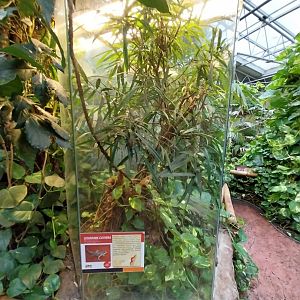 Madagascar House - Cuvier's Madagascar swift exhibit