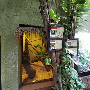 Madagascar House - Lac Aloatra bamboo lemur and Greaer vasa parrot exhibit