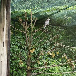 Madagascar House - Greater vasa parrot (Coracopsis vasa)