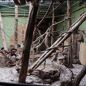 Madagascar House - Red ruffed lemur exhibit (Varecia rubra)