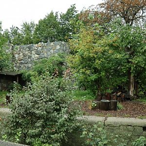 Southeast Asian carnivores - Asiatic black bear enclosure