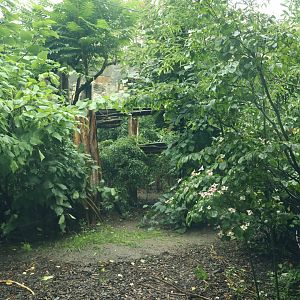 Southeast Asian carnivores - Terrytorium Panter - Indochinese clouded leopard enclosure