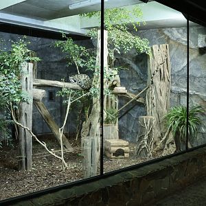 Southeast Asian carnivores - Terrytorium Panter - Indochinese clouded leopard (Neofelis nebulosa nebulosa