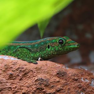 Mauritius day gecko (Phelsuma guimbeaui)