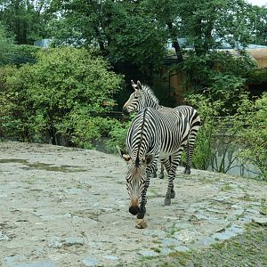 Hartmann's mountain zebra (Equus zebra hartmannae)