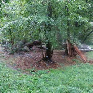 European faune - Eurasian lynx enclosure