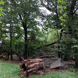 European faune - Eurasian lynx enclosure