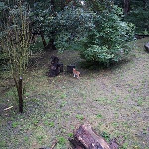 European faune - Eurasian lynx (Lynx lynx)
