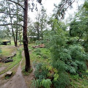 European faune - Eurasian wolf enclosure