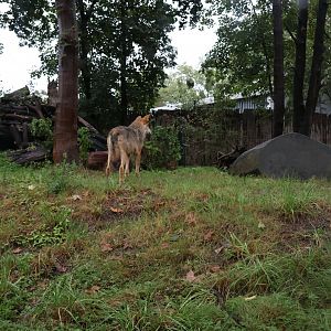European faune - Eurasian wolf (Canis lupus lupus)