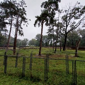 European faune - Barbary macaque enclosure