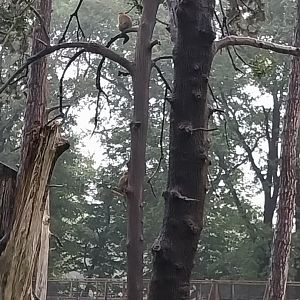 European faune - Barbary macaque (Macaca sylvanus)