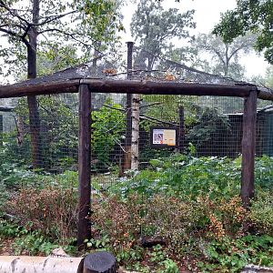 European faune - Eurasian northern hawk-owl aviary