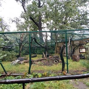 European faune - European wildcat enclosure