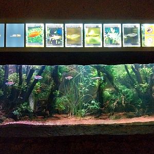 Aquarium - African tetra tank