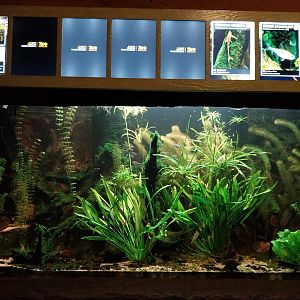 Aquarium - South America tetra tank