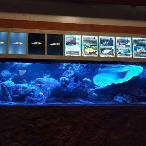 Aquarium - Clownfish tank