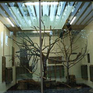 Hornbill aviaries - Blyth's or Papuan wreathed hornbill (Rhyticeros plicatus)