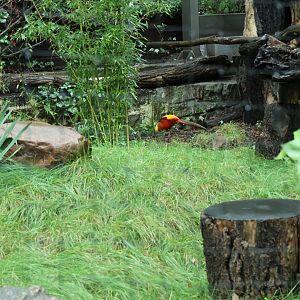 Hornbill aviaries - Golden pheasant (Chrysolophus pictus)