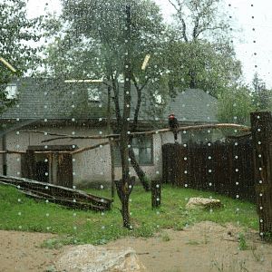 Hornbill aviaries - Southern ground hornbill (Bucorvus leadbeateri)