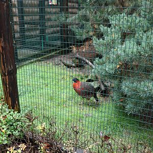 Pheasantry - Temminck tragopan (Tragopan temminckii)