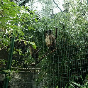 Pheasantry - Brown wood owl (Strix leptogrammica)