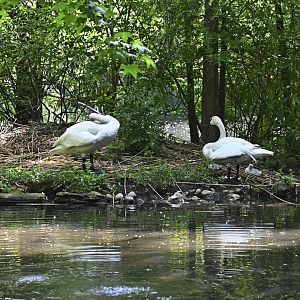 Wetlands - Trumpeter Swans (Cygnus buccinator)