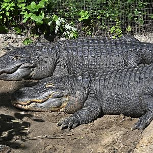 Wetlands - American Alligators (Alligator mississippiensis)