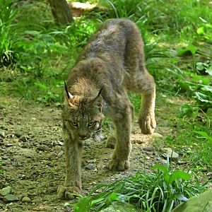 Forests - Canada Lynx (Lynx canadensis)