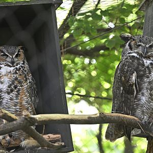 Forests - Great Horned Owls (Bubo virginianus)