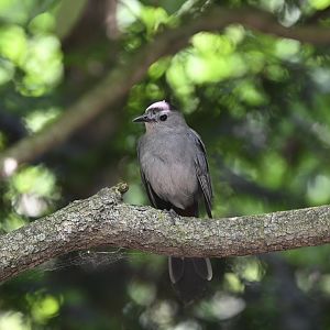 Aviary - Gray Catbird (Dumetella carolinensis)