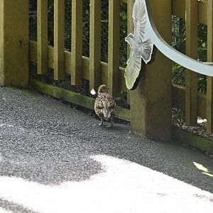 Aviary - Northern Bobwhite (Colinus virginianus)